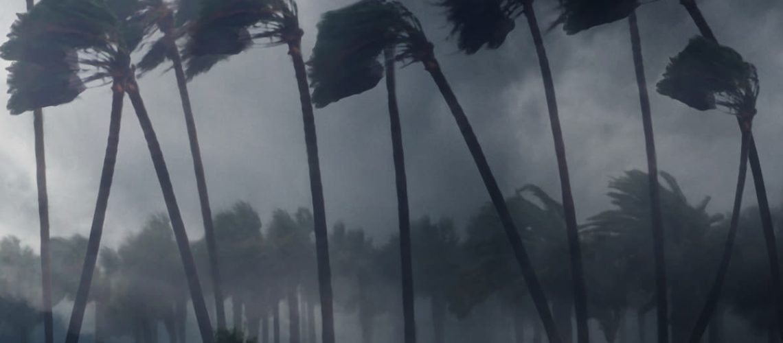palm-trees-wind-2023-11-27-05-32-47-utc